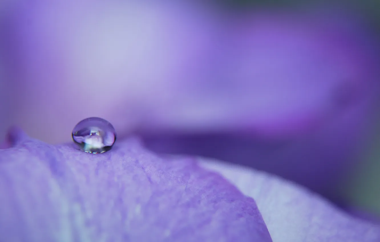 Photo wallpaper drops, macro, flowers, Wallpaper, plant, color, petals, lilac