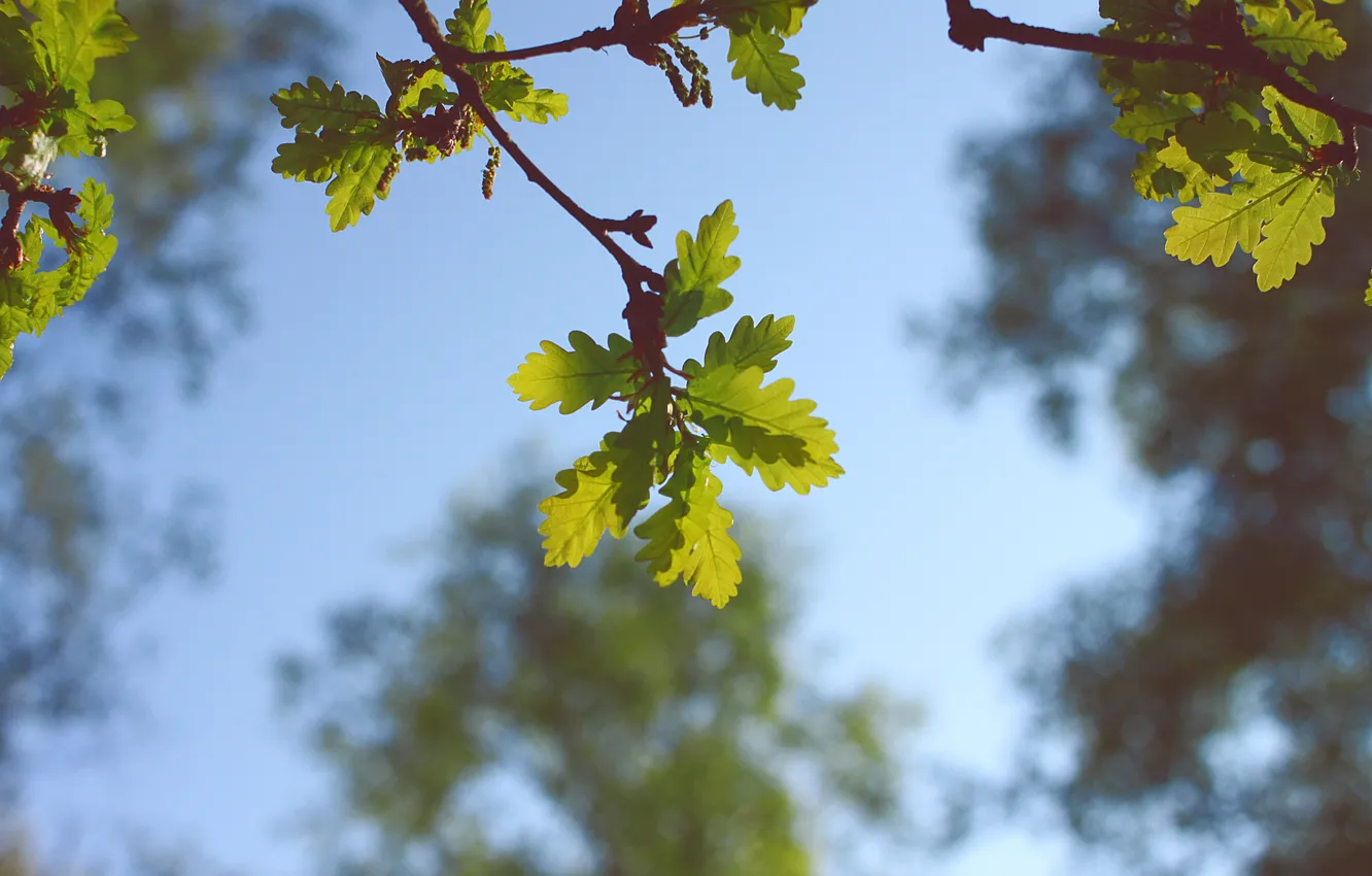 Photo wallpaper the sky, leaves, trees, green