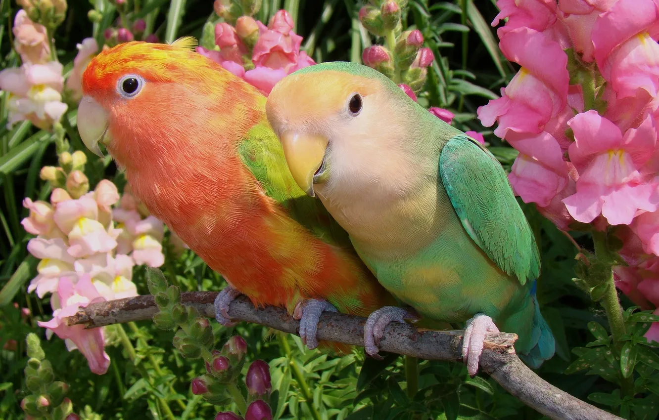 Photo wallpaper flowers, parrot, a couple, lovebird