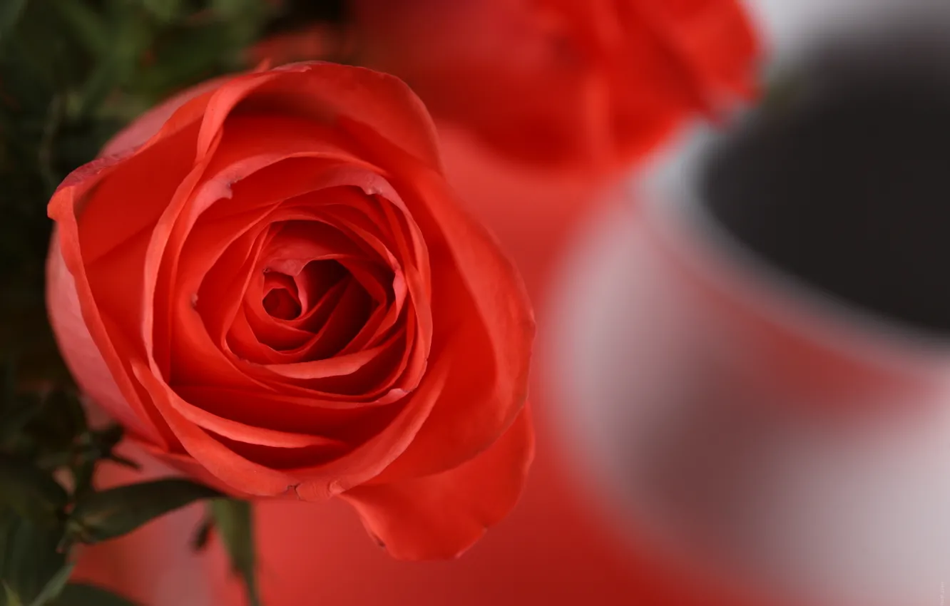 Photo wallpaper flower, macro, petals, red rose