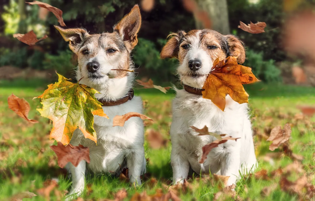 Photo wallpaper autumn, leaves, dog, a couple, Jack Russell Terrier