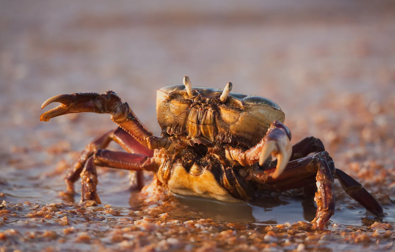 Photo wallpaper eyes, water, background, shore, crab, bokeh, claws