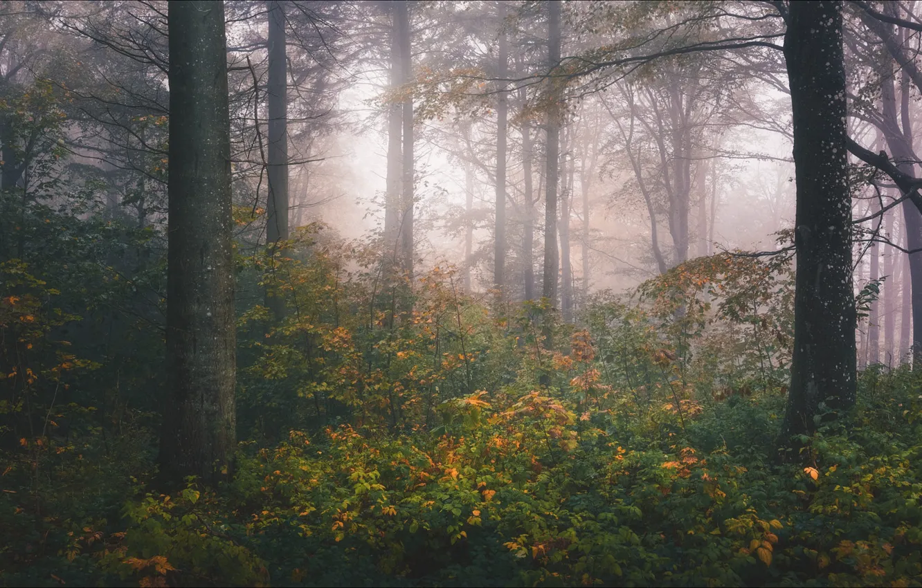 Photo wallpaper autumn, forest, trees, branches, fog, thickets, trunks, foliage