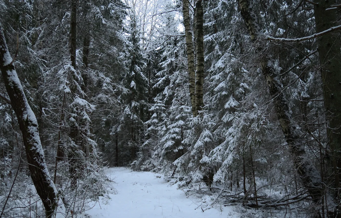 Photo wallpaper winter, forest, snow, trees, nature, trail