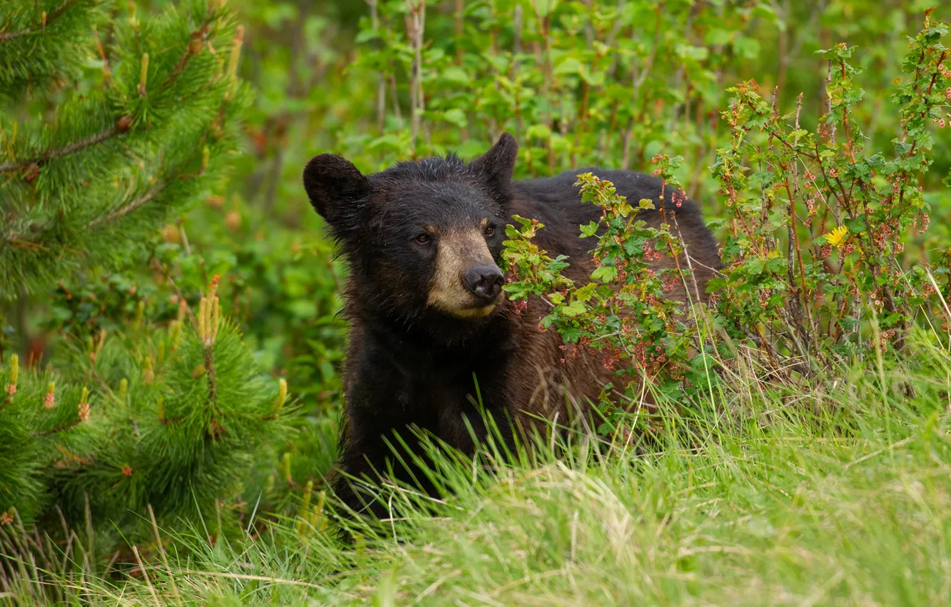 Photo wallpaper greens, grass, face, portrait, bear, bear, Baribal