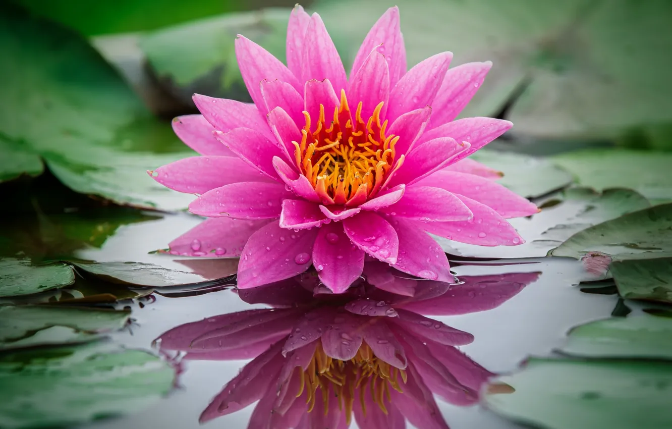 Photo wallpaper water, reflection, pink, Nymphaeum, water Lily