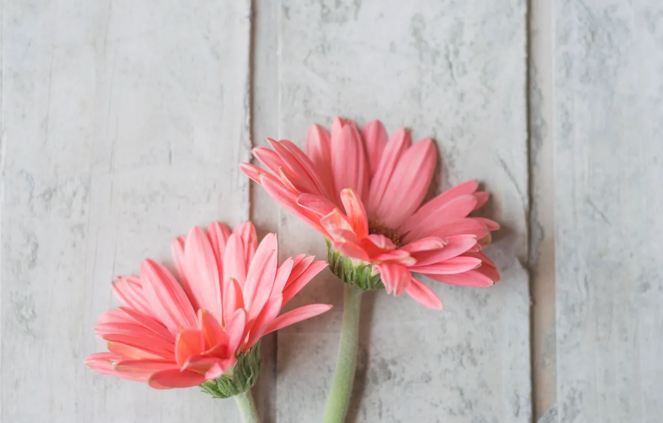 Photo wallpaper flowers, chrysanthemum, wood, pink, flowers