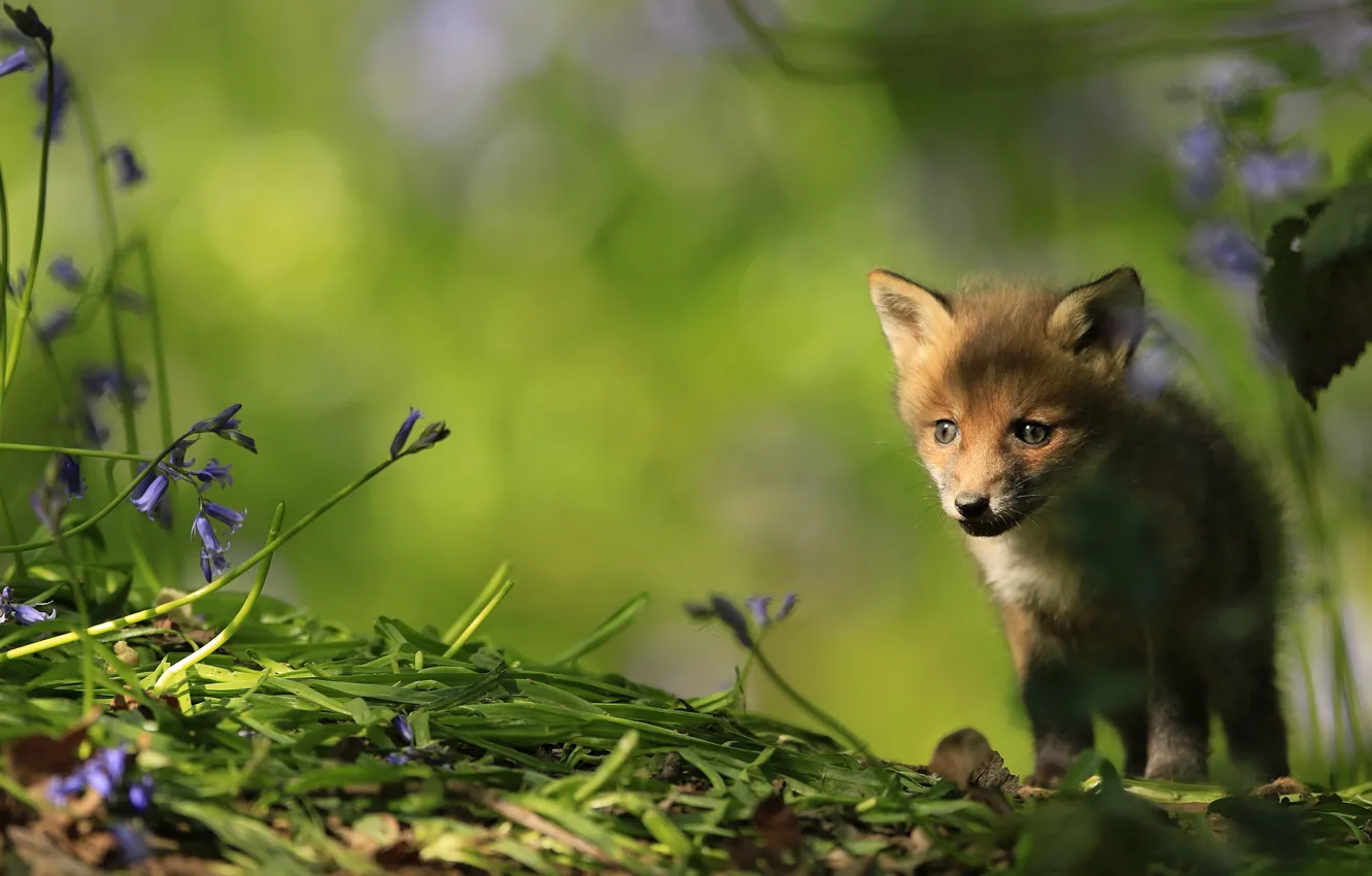 Photo wallpaper greens, light, flowers, nature, baby, muzzle, Fox, bells