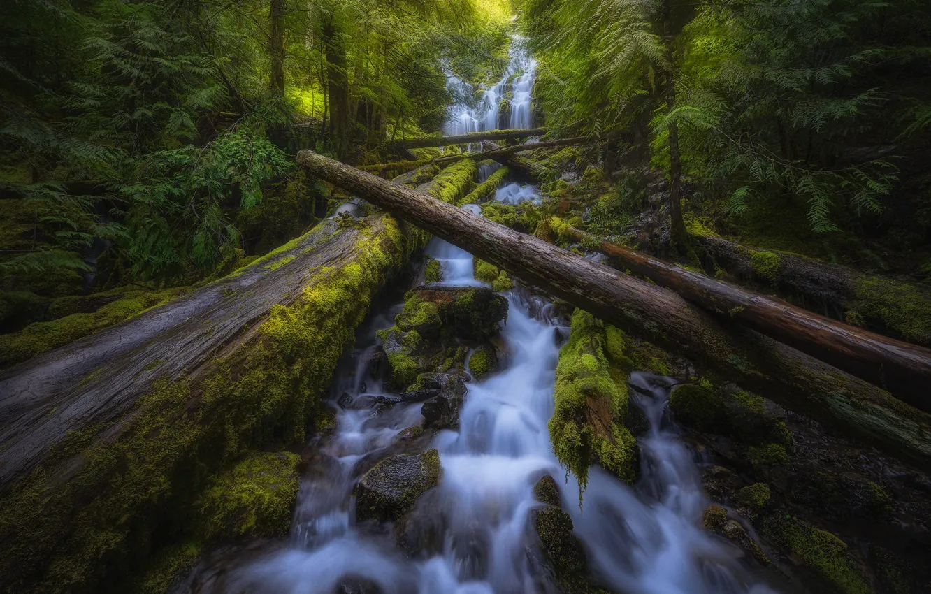Photo wallpaper forest, waterfall, moss, Oregon, cascade, Oregon, logs, Willamette National Forest