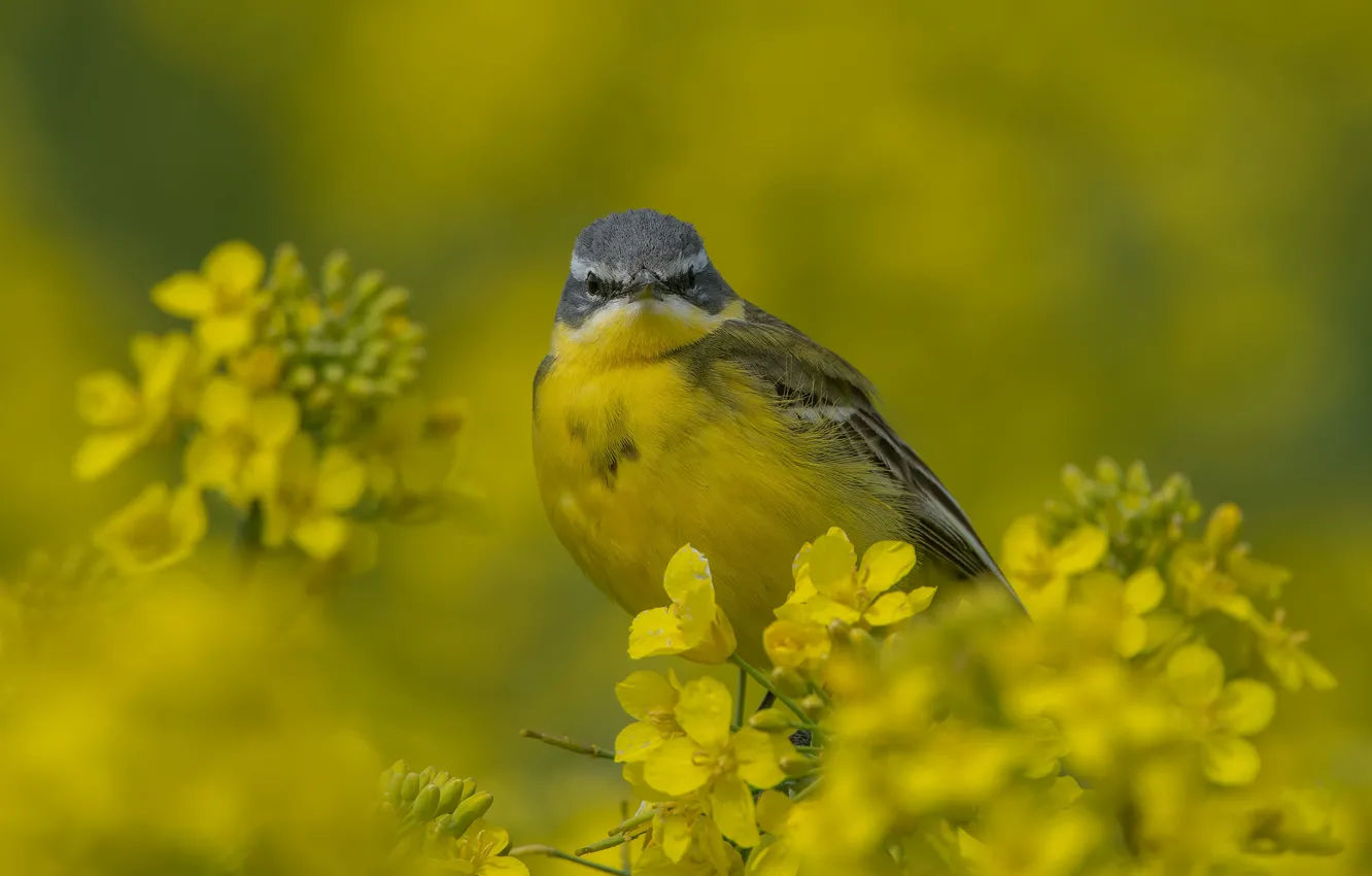 Photo wallpaper flowers, yellow, bird, a woodland songster