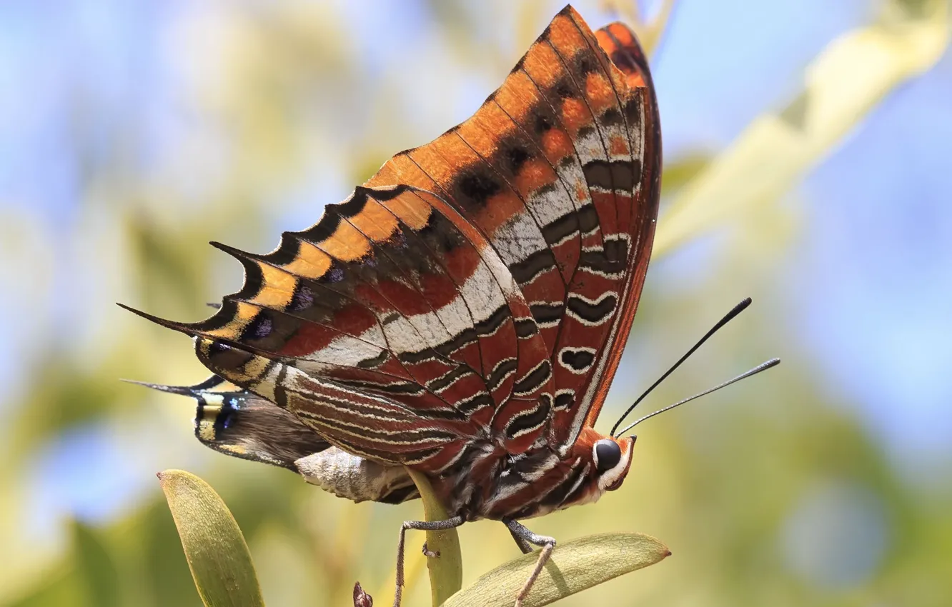 Photo wallpaper leaves, background, butterfly, plant