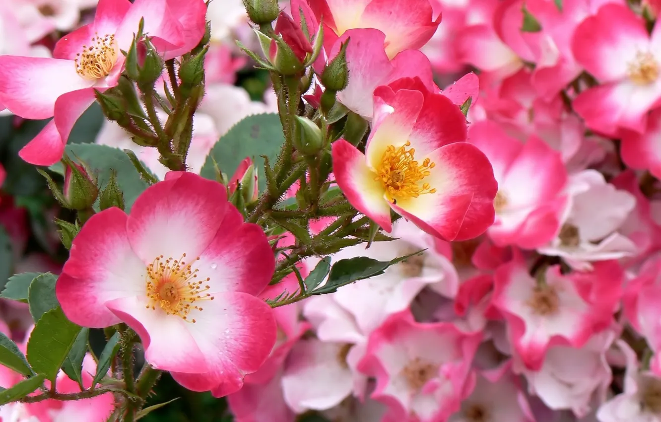 Photo wallpaper flowers, roses, briar, pink