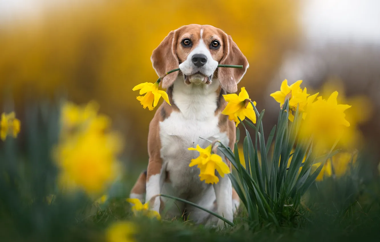 Photo wallpaper yellow, flowers, look, dog, garden, blur, sitting, pose