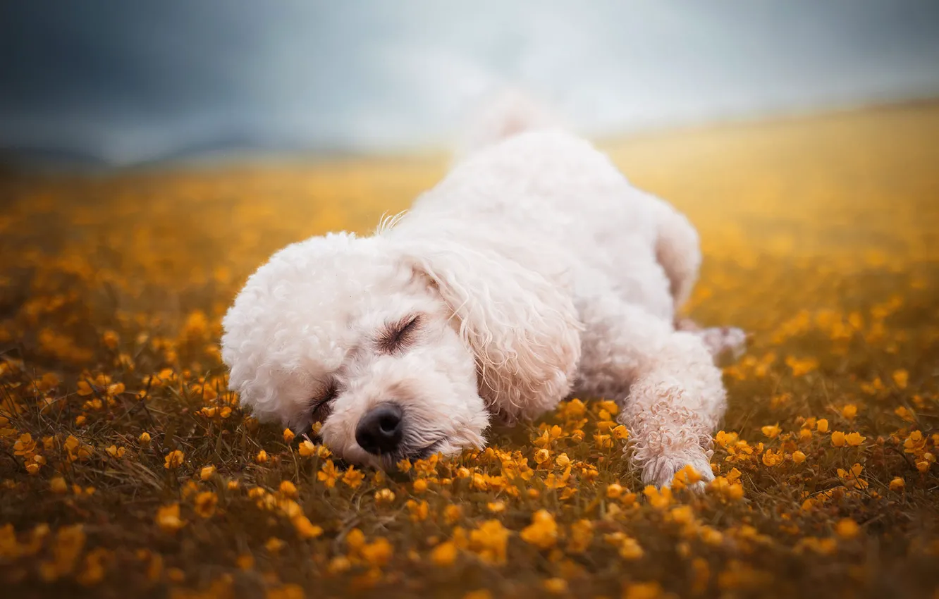 Photo wallpaper flowers, glade, dog, sleeping, puppy, lies, face, poodle