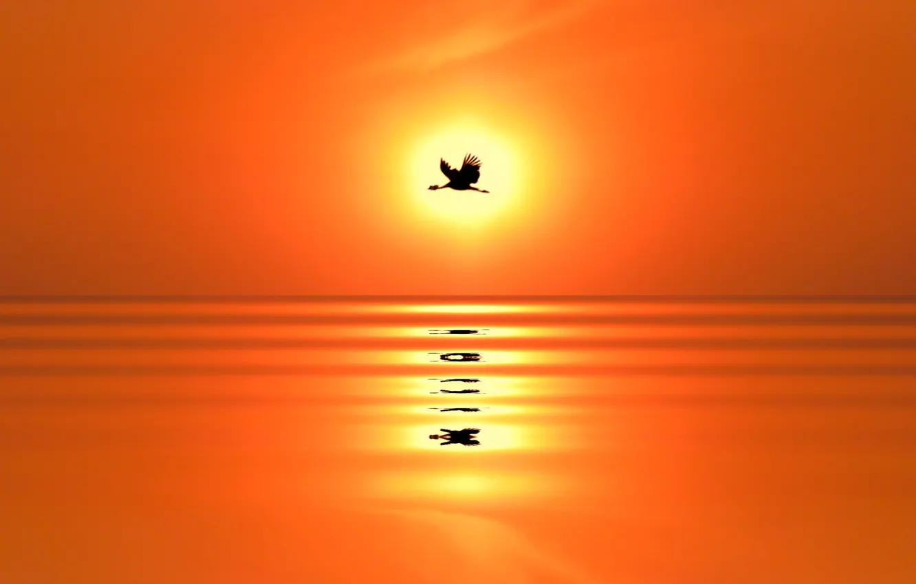 Photo wallpaper sea, the sun, sunset, reflection, bird, silhouette, crane