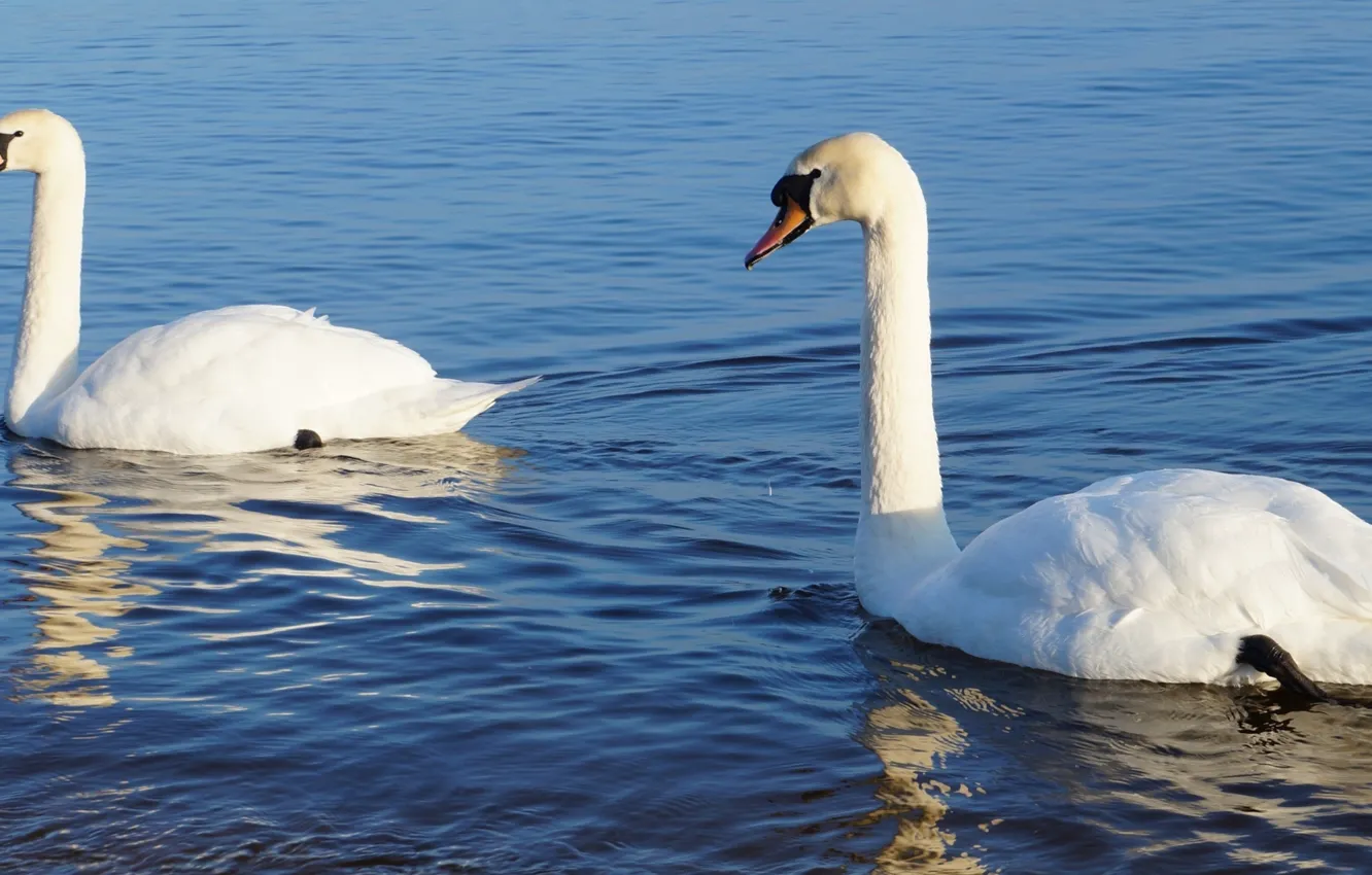 Photo wallpaper white, swan, bird