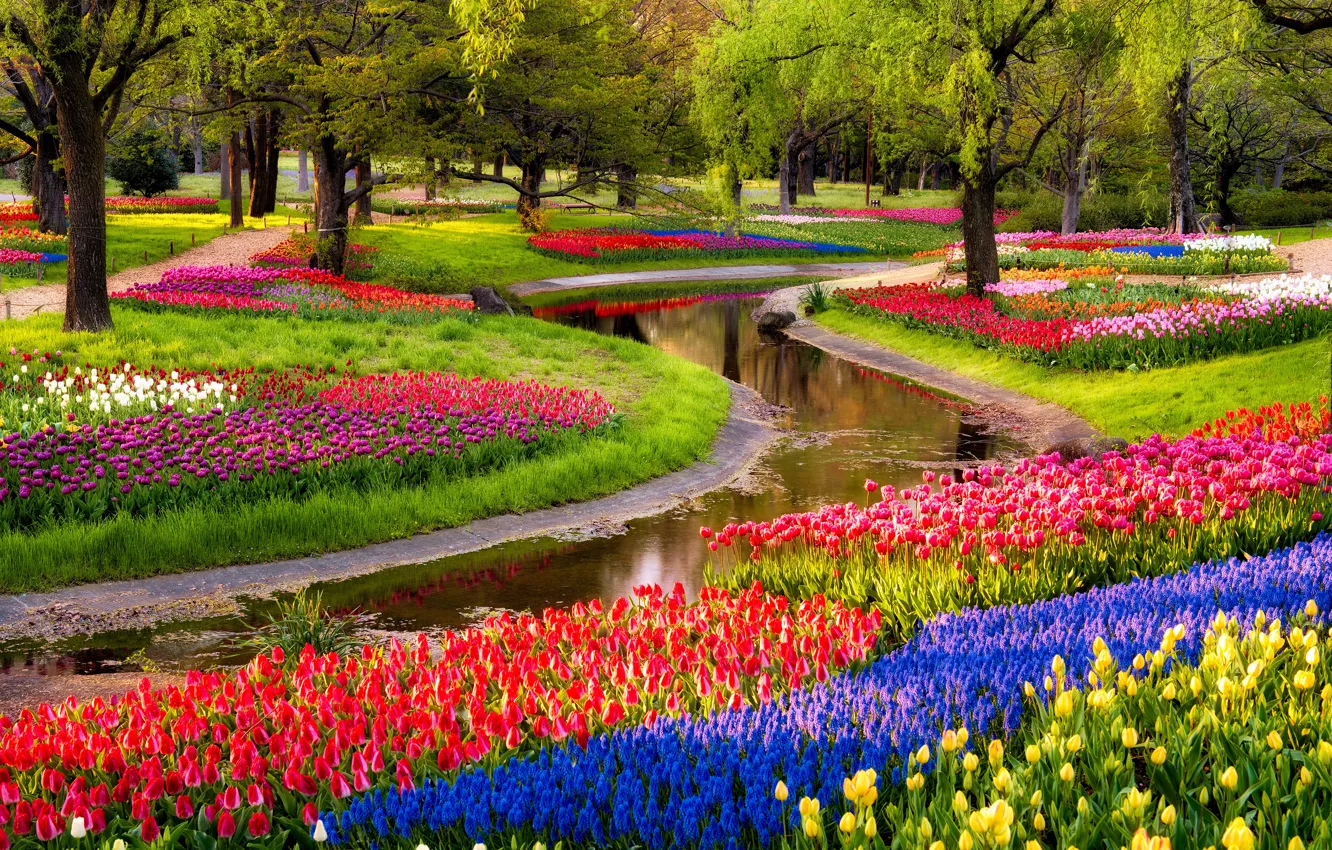Photo wallpaper trees, flowers, blue, pond, Park, sunrise, tulips, colorful