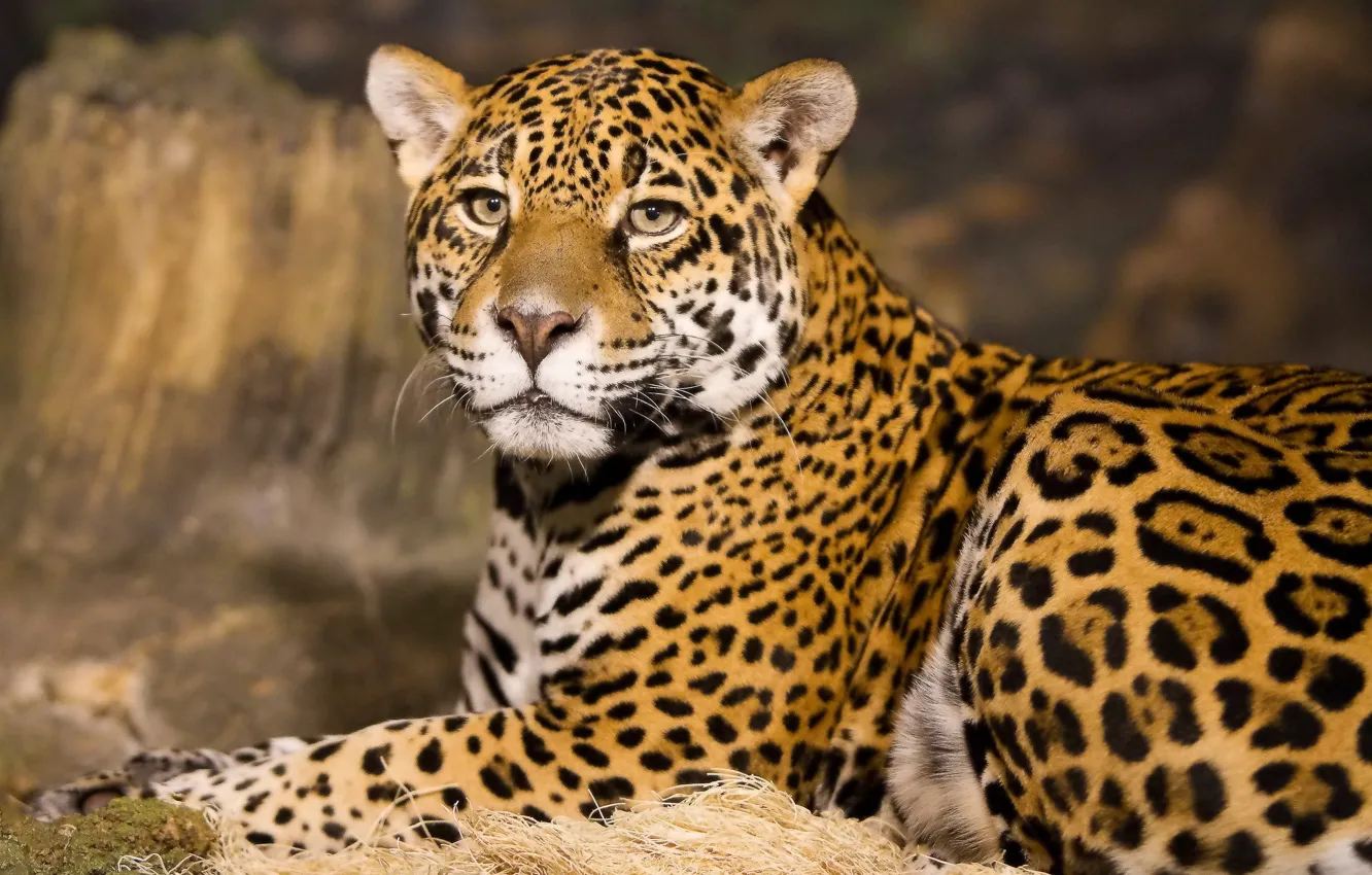 Photo wallpaper look, face, stay, predator, Jaguar