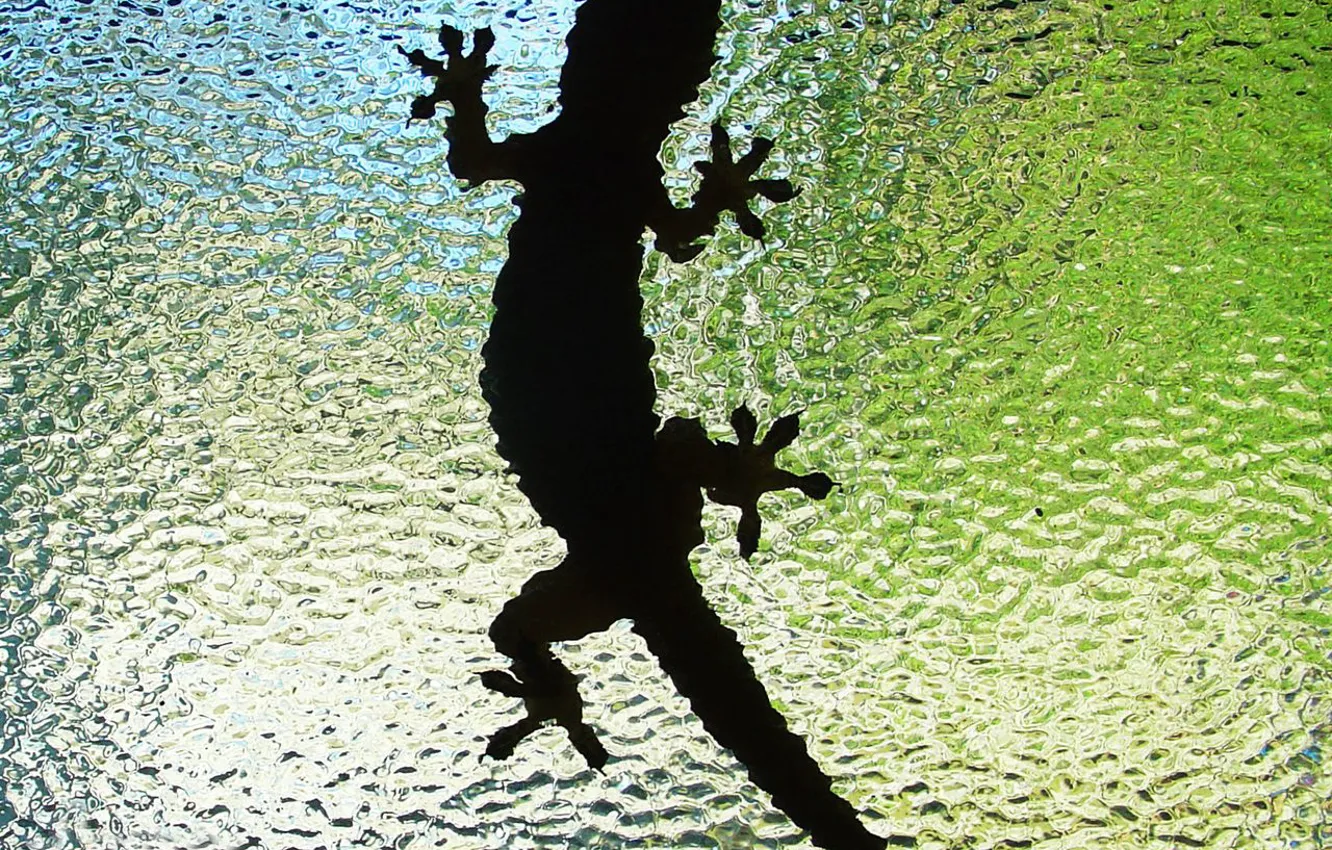 Photo wallpaper glass, silhouette, lizard