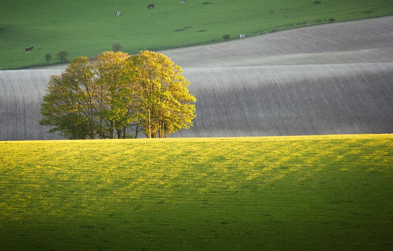 Photo wallpaper field, trees, animal, hills, horse