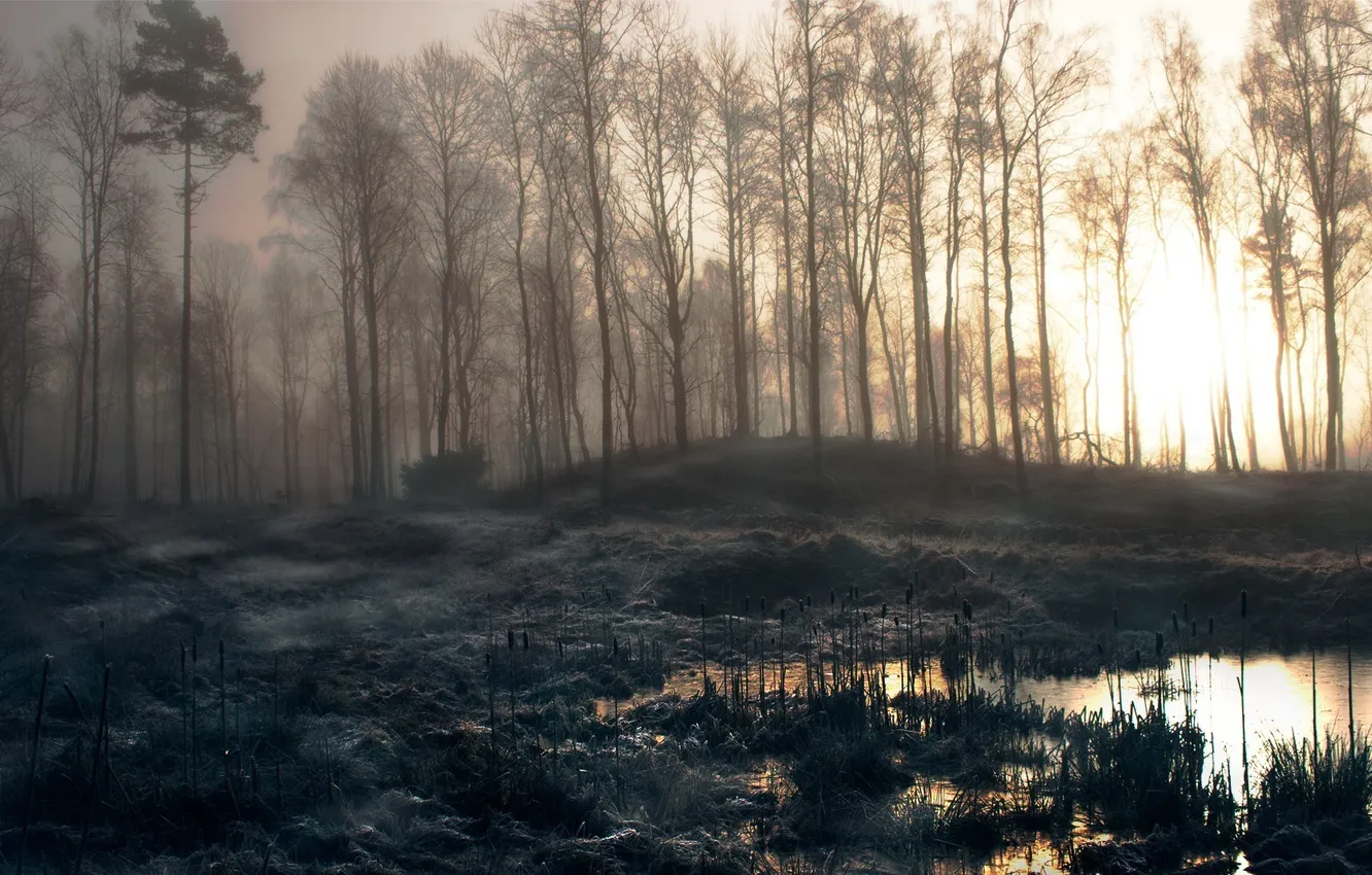 Photo wallpaper forest, water, dawn, swamp