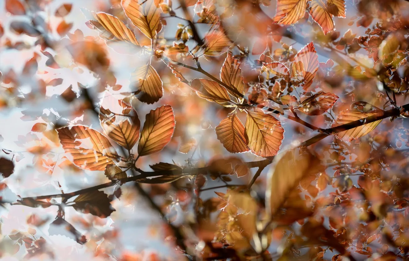 Photo wallpaper leaves, branches, nature