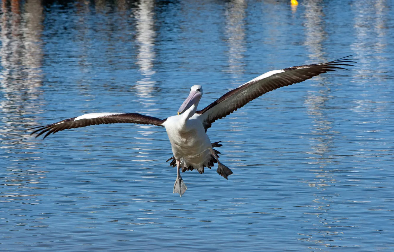 Photo wallpaper water, bird, wings, Pelican