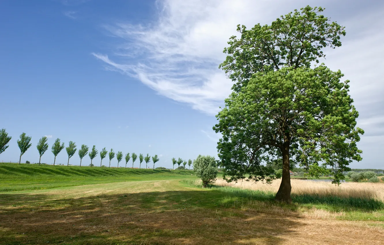 Photo wallpaper field, summer, trees