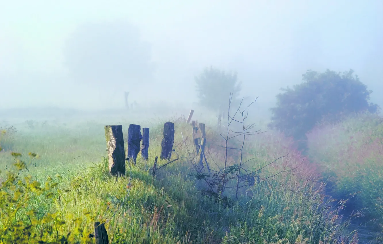 Photo wallpaper grass, trees, nature, fog, thickets, morning