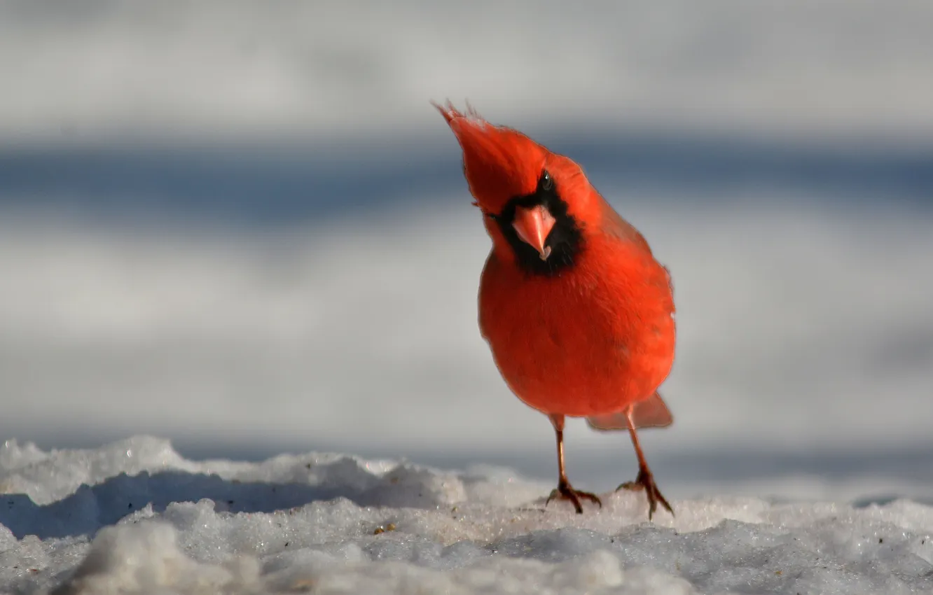 Photo wallpaper winter, snow, bird, feathers, beak, cardinal
