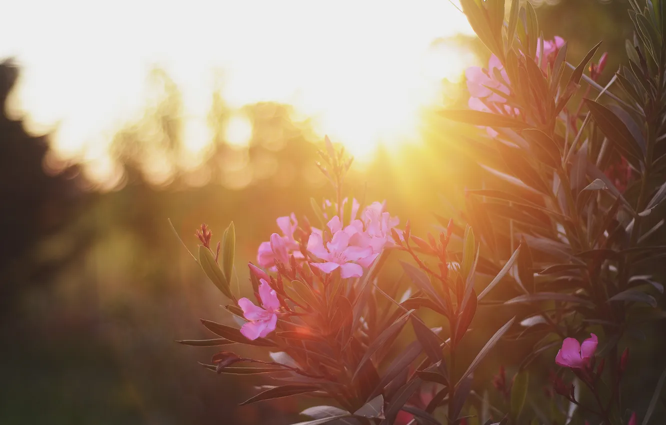 Photo wallpaper leaves, the sun, flowers, plant