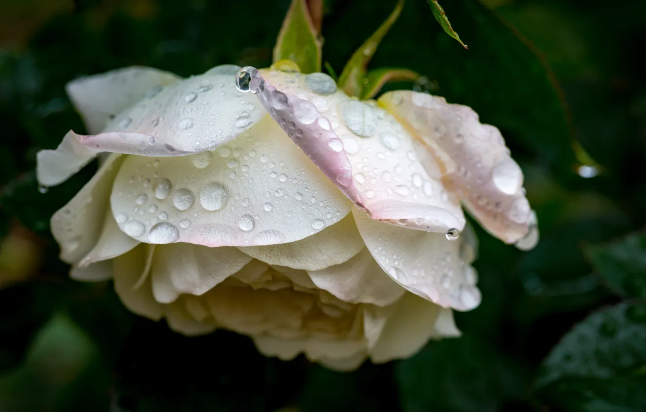 Photo wallpaper close-up, white rose, drops