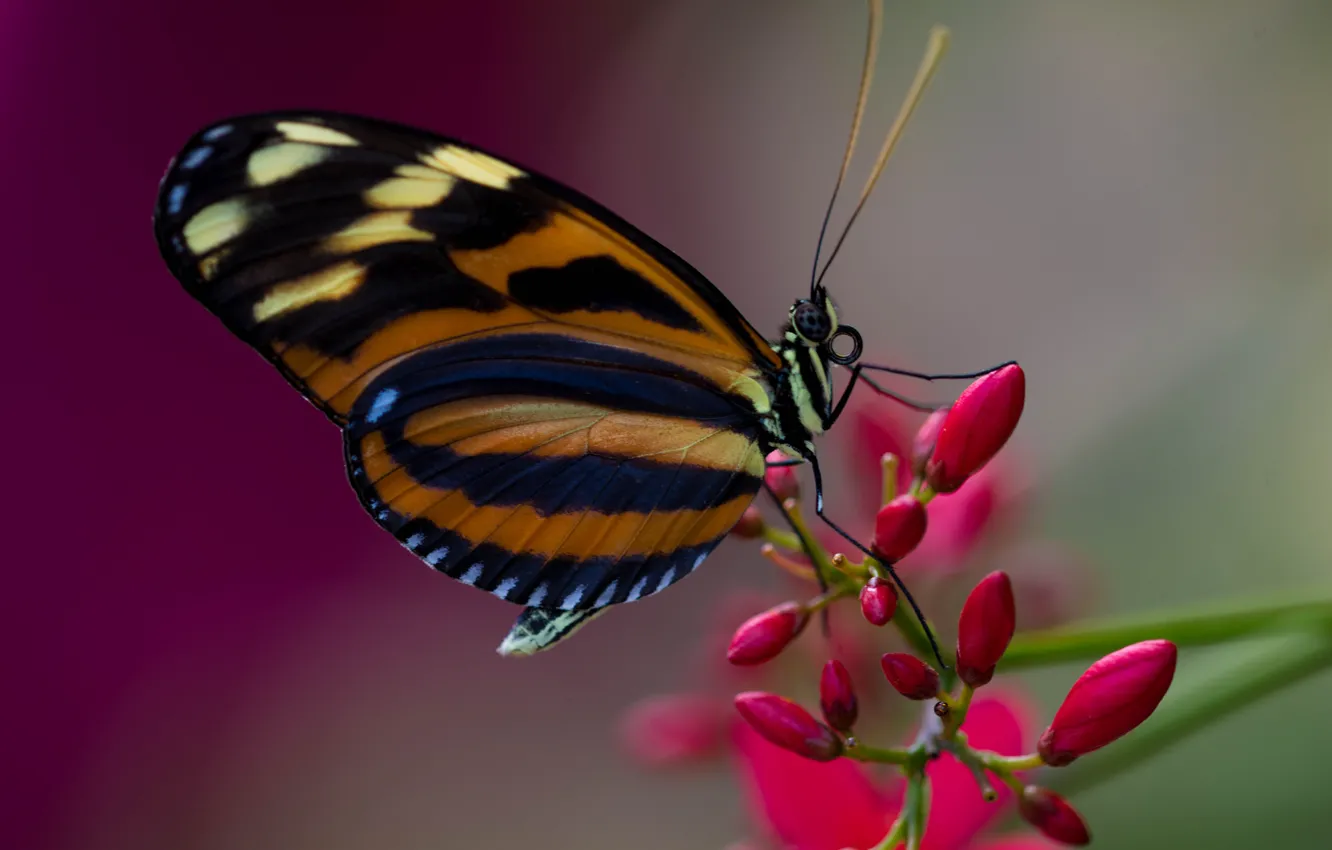 Photo wallpaper flower, butterfly, plant, wings, insect