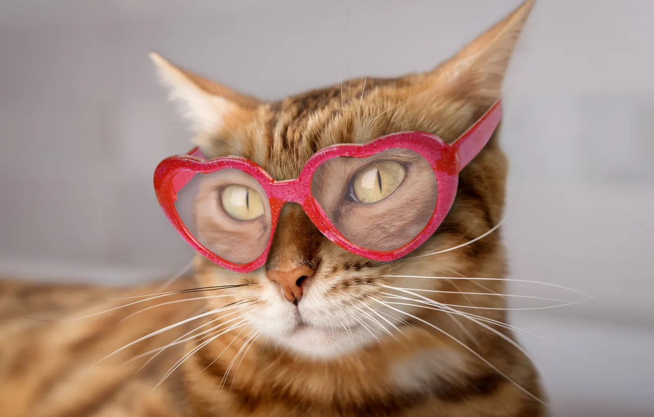 Photo wallpaper cat, cat, look, pose, face