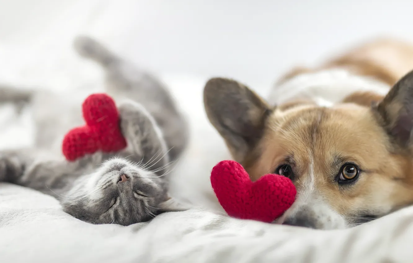 Photo wallpaper cat, cat, look, pose, grey, each, stay, dog