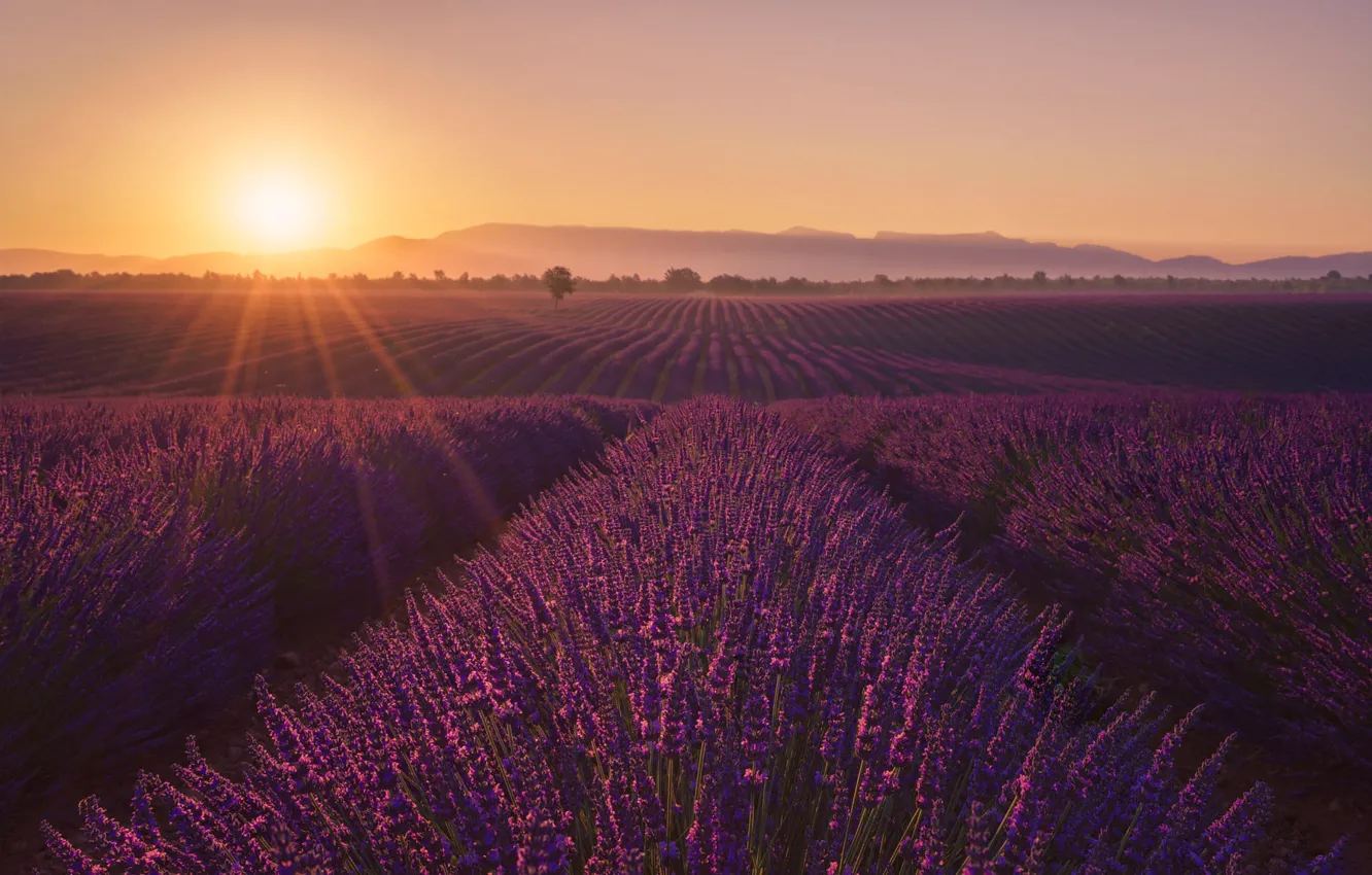 Photo wallpaper flowers, plantation, rays, light, lavender field, dawn, lavender, hills