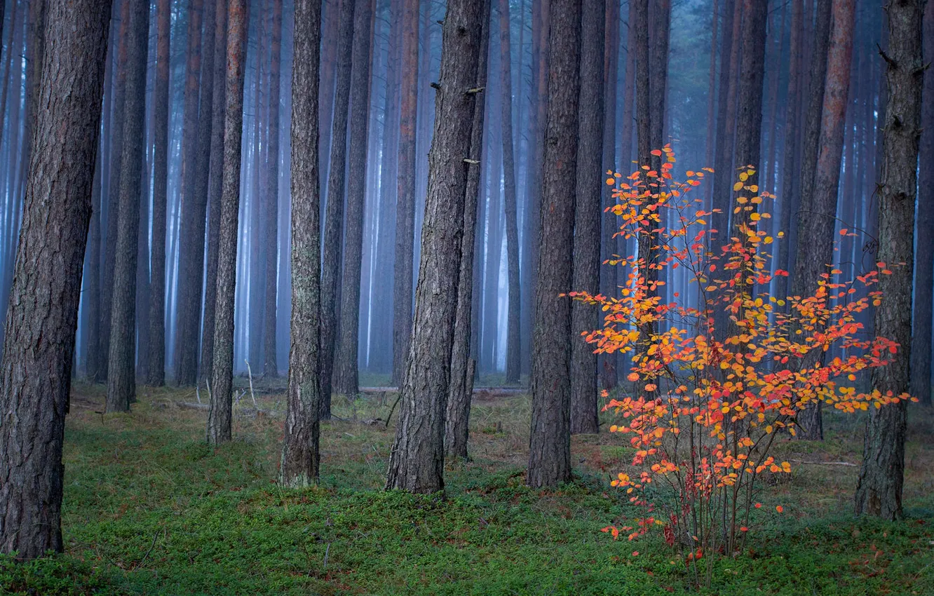 Photo wallpaper autumn, forest, foliage, tree, pine