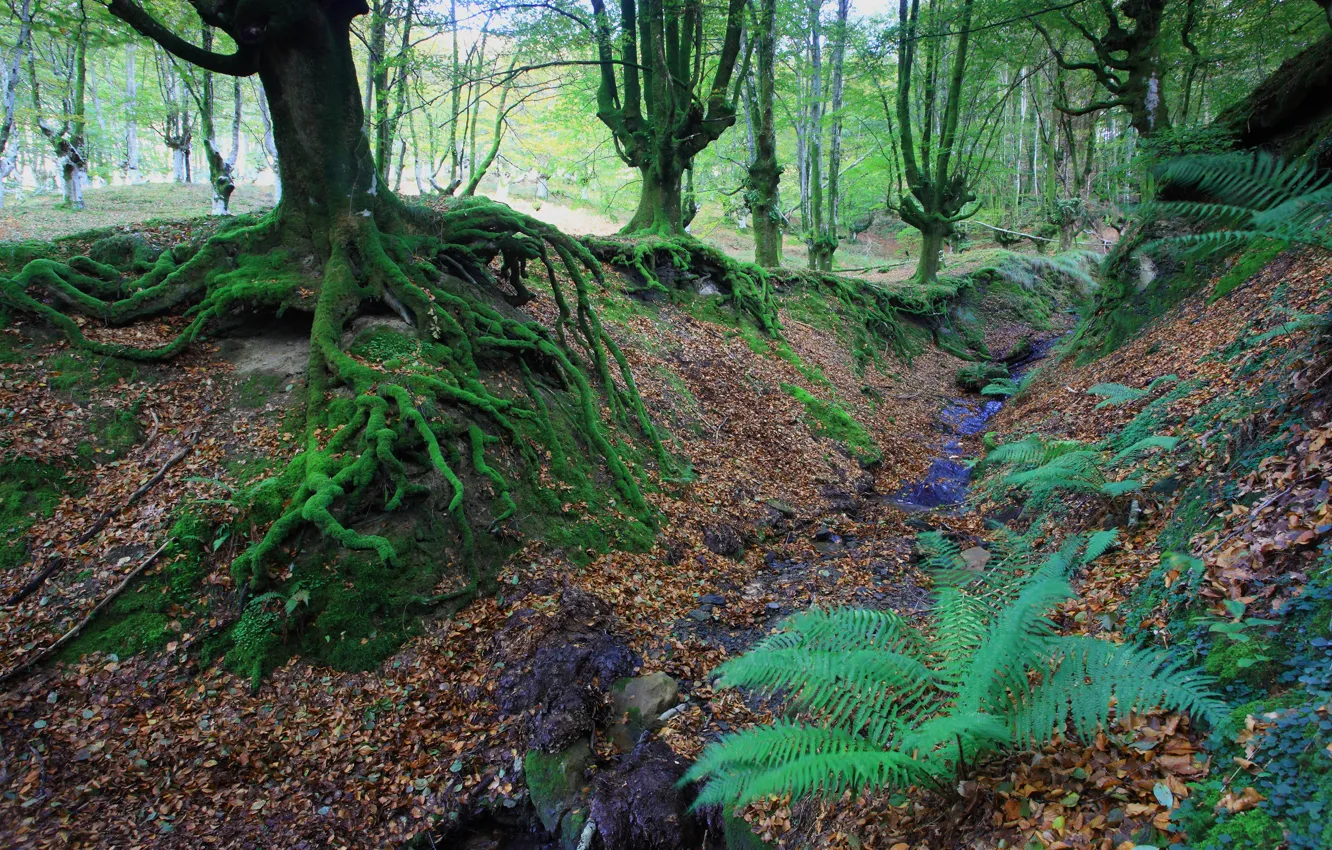 Photo wallpaper autumn, forest, trees, roots, moss