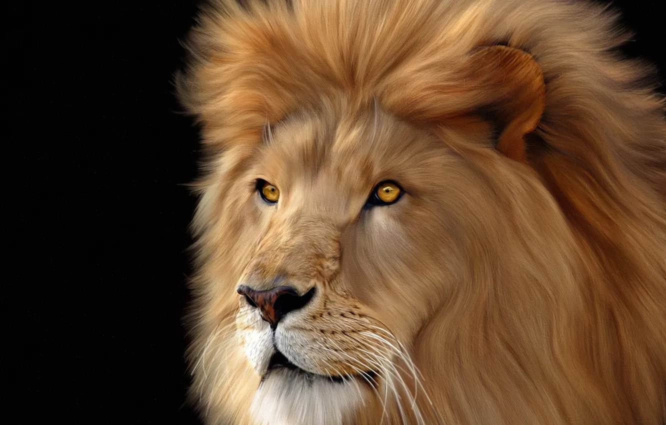 Photo wallpaper face, background, Leo, big, cats, Lions