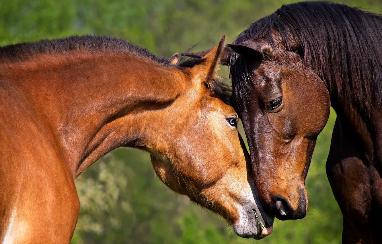 Photo wallpaper tenderness, horse, pair
