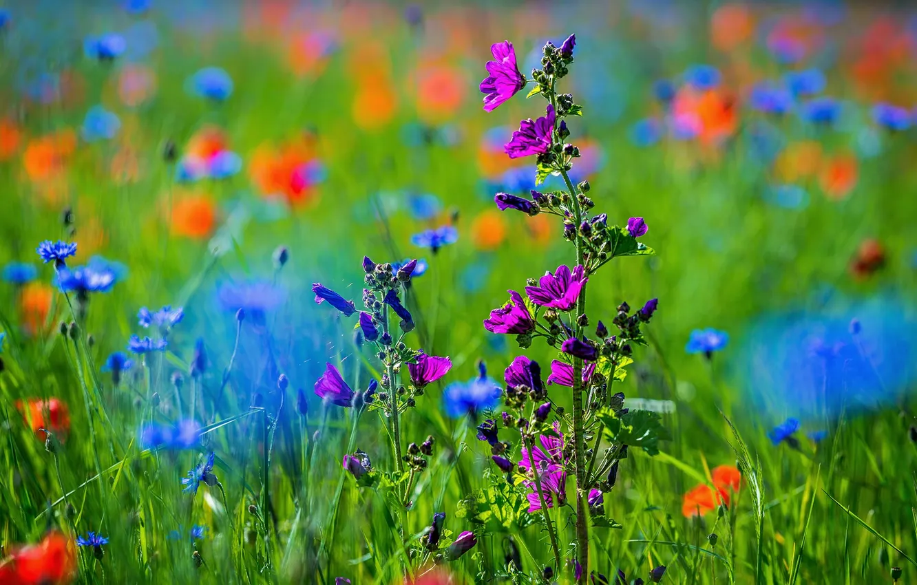 Photo wallpaper summer, grass, flowers, meadow, meadow flowers
