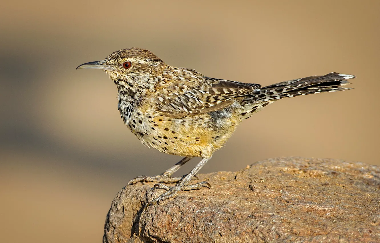 Photo wallpaper bird, beak, tail, ordinary cactus Wren