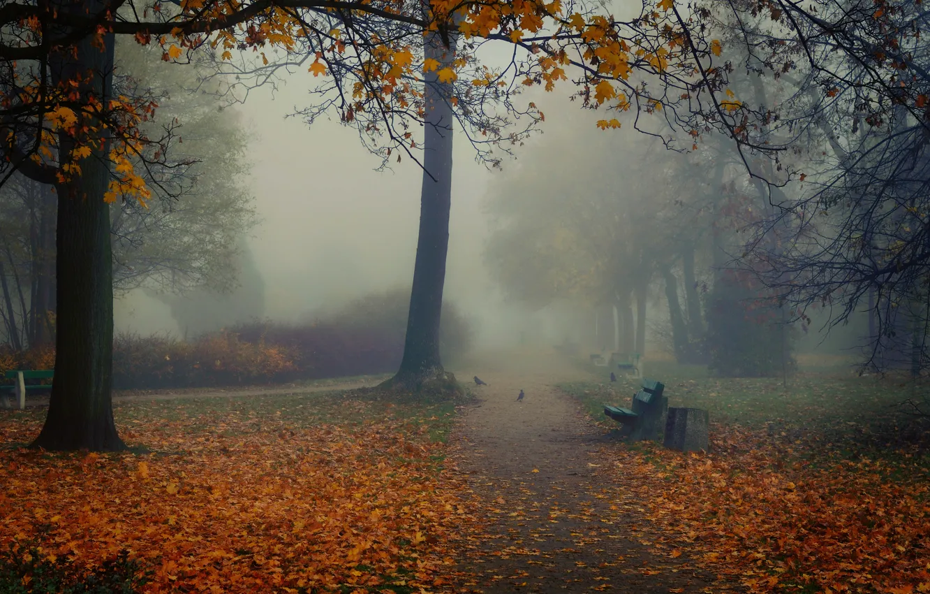Photo wallpaper autumn, birds, fog, Park, benches