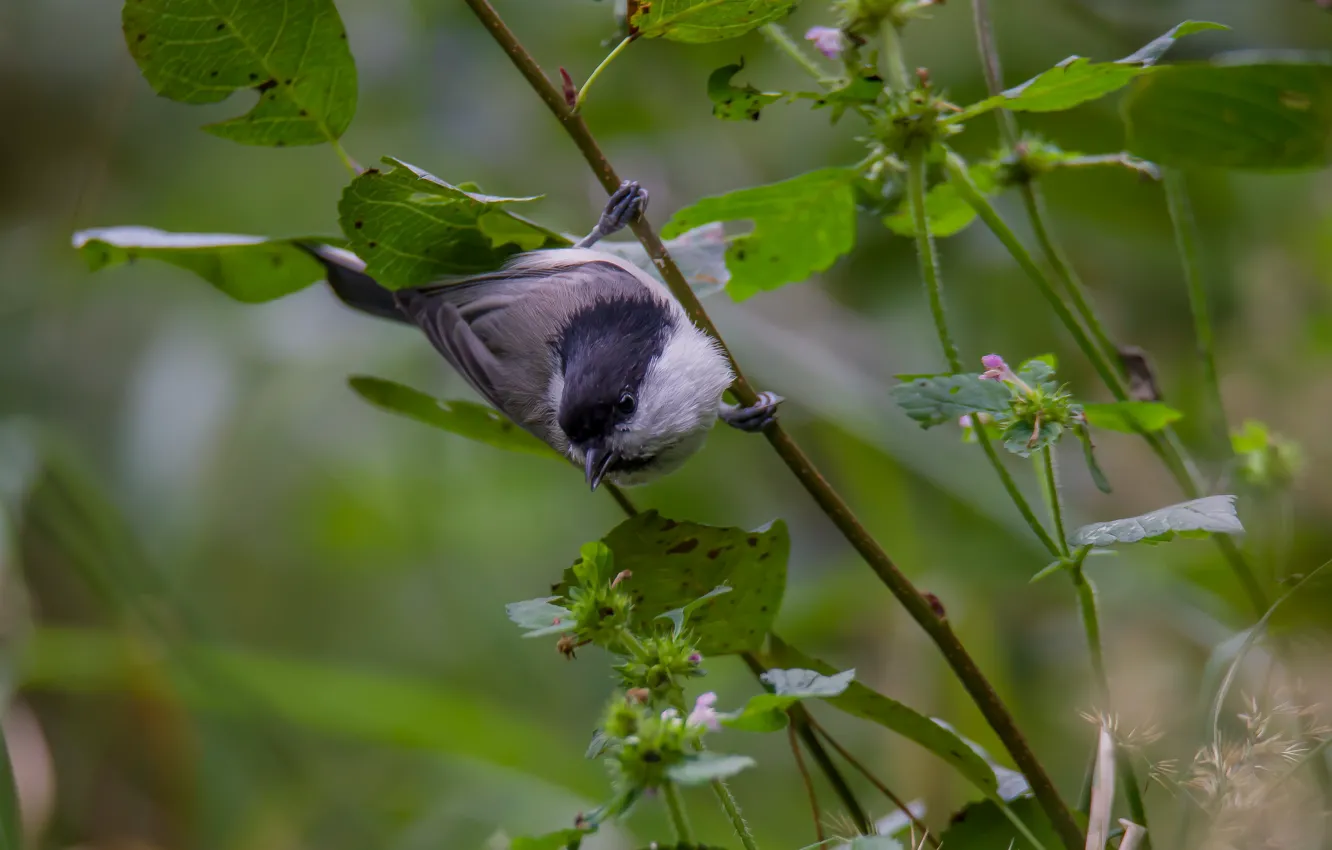 Photo wallpaper nature, bird, photohunt, chubby