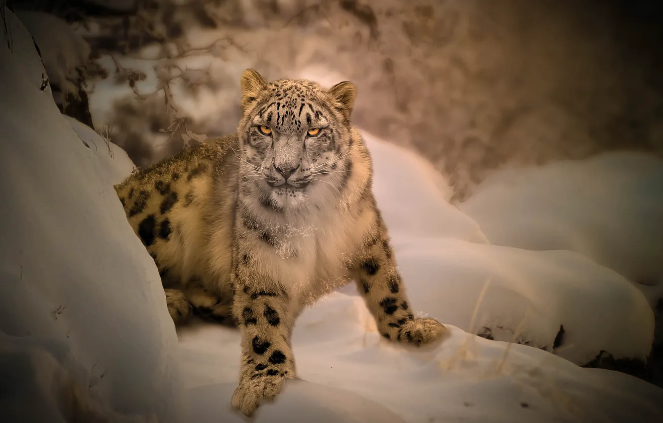 Photo wallpaper winter, snow, IRBIS, snow leopard