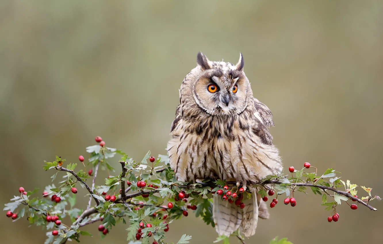 Photo wallpaper look, branches, berries, background, owl, bird, fruit, owl
