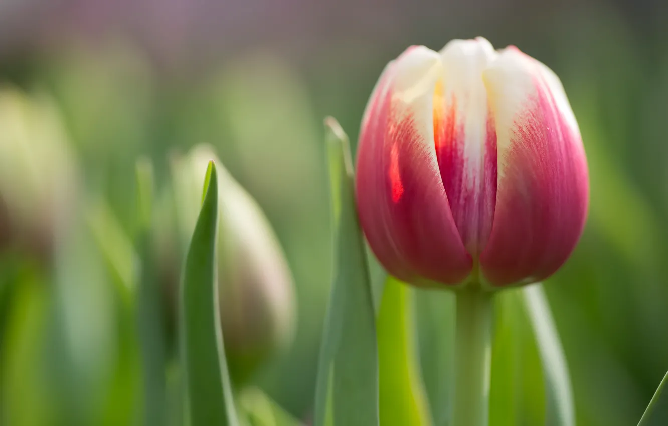 Photo wallpaper tulips, macro, petals