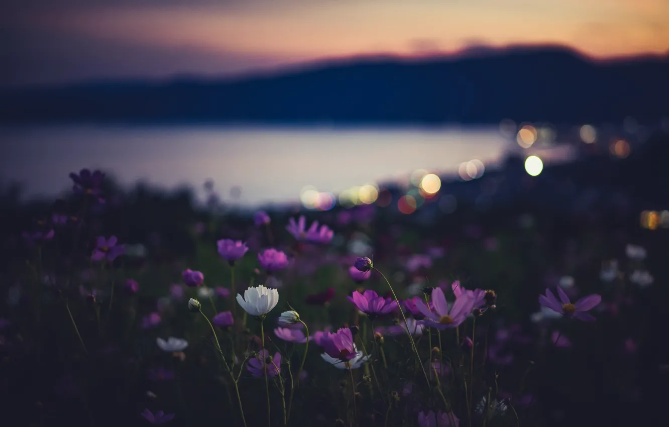 Photo wallpaper flowers, night, nature