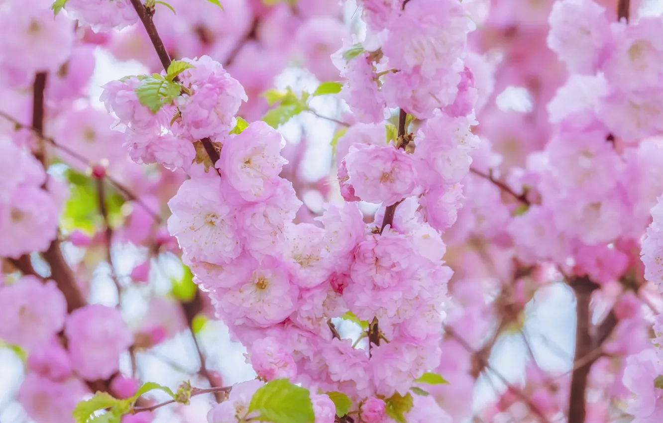 Photo wallpaper cherry, Sakura, flowering, blossom, background, sakura, cherry, japanese