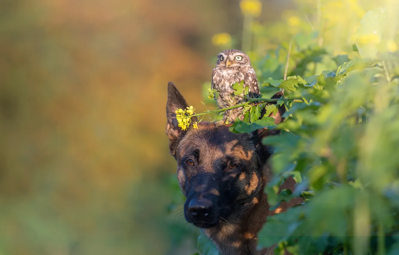 Photo wallpaper leaves, nature, animal, owl, bird, dog, dog